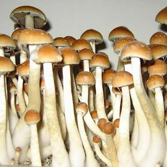 Golden Teachers - 5 Grams