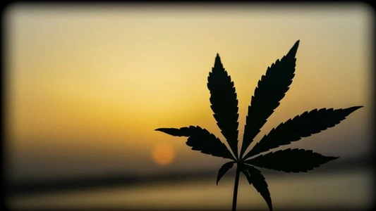 Cannabis Tourism for Economic Growth