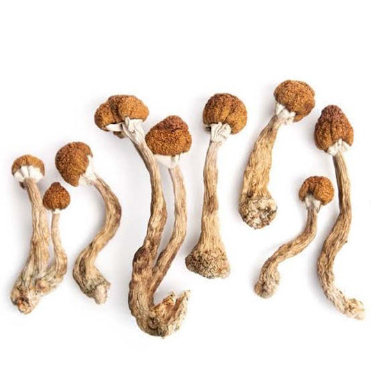 Golden Teachers - 5 Grams