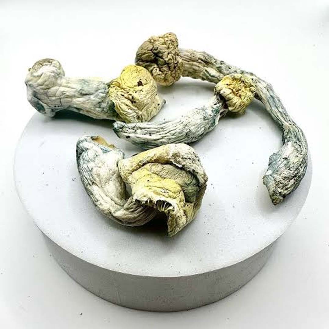 Nutcracker - 1 Gram
