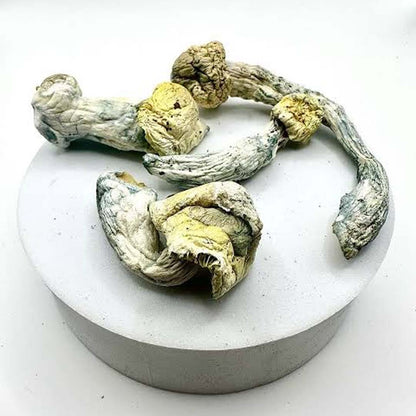 Nutcracker - 1 Gram