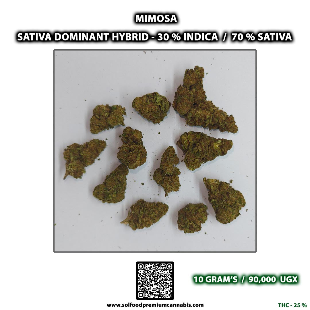 Mimosa - 10 Grams