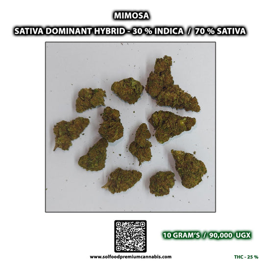 Mimosa - 10 Grams