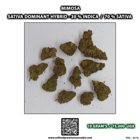 Mimosa - 10 Grams